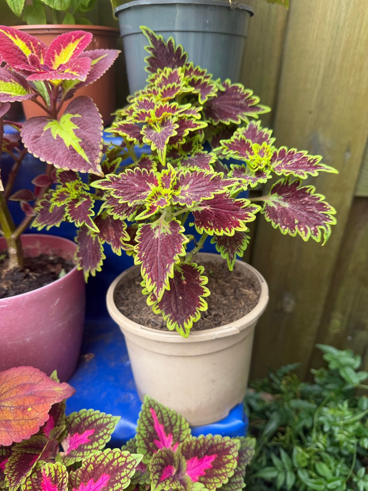 Kleurrijke Coleus planten - Diverse soorten en maten, Ophalen, Halfschaduw, Minder dan 100 cm