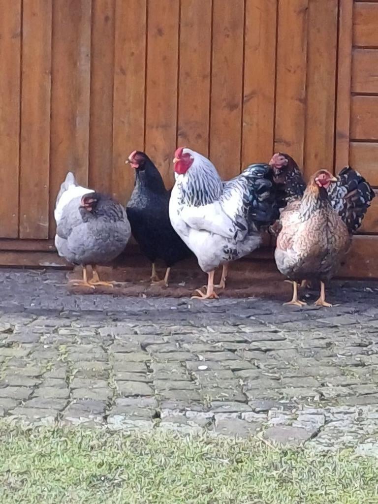 Wyandotte toompje raszuiver tam 1 jaar oud., Dieren en Toebehoren, Pluimvee, Kip, Meerdere dieren