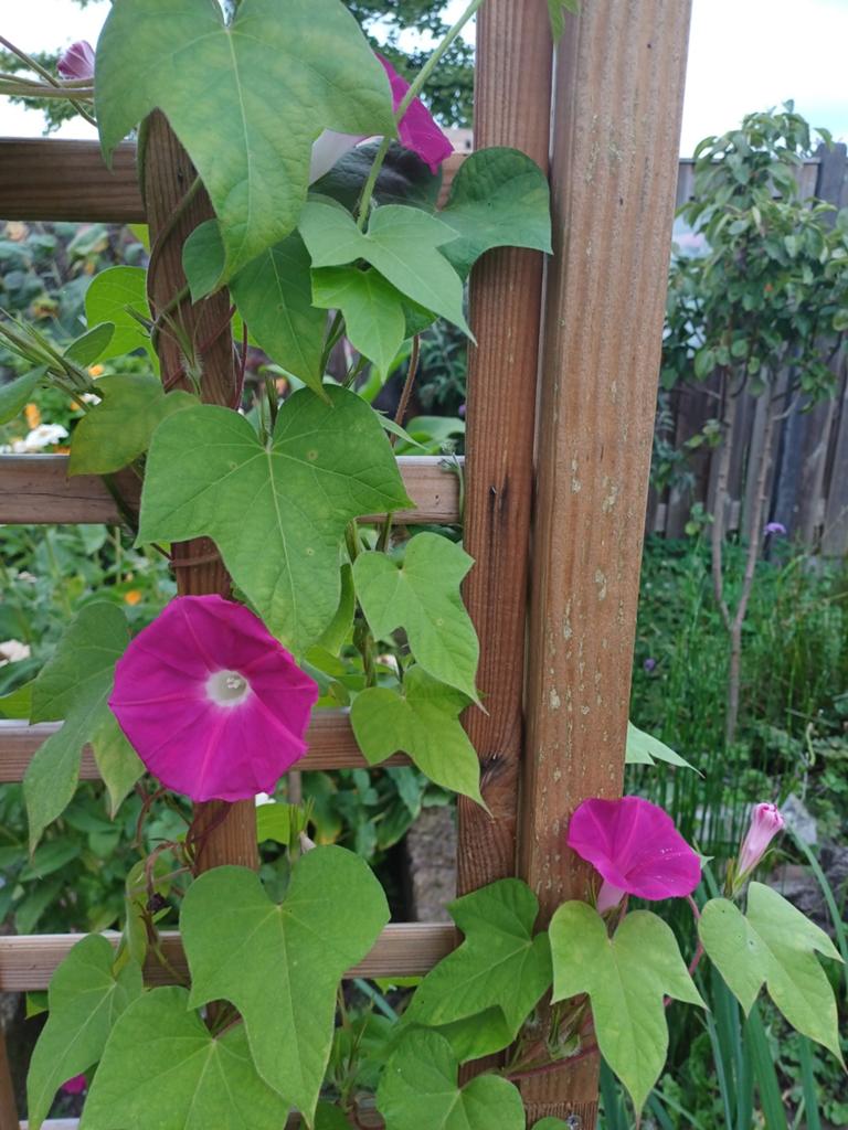 Ipomoea Crimson Rambler, Tuin en Terras, Bloembollen en Zaden, Zaad, Voorjaar, Volle zon, Ophalen of Verzenden