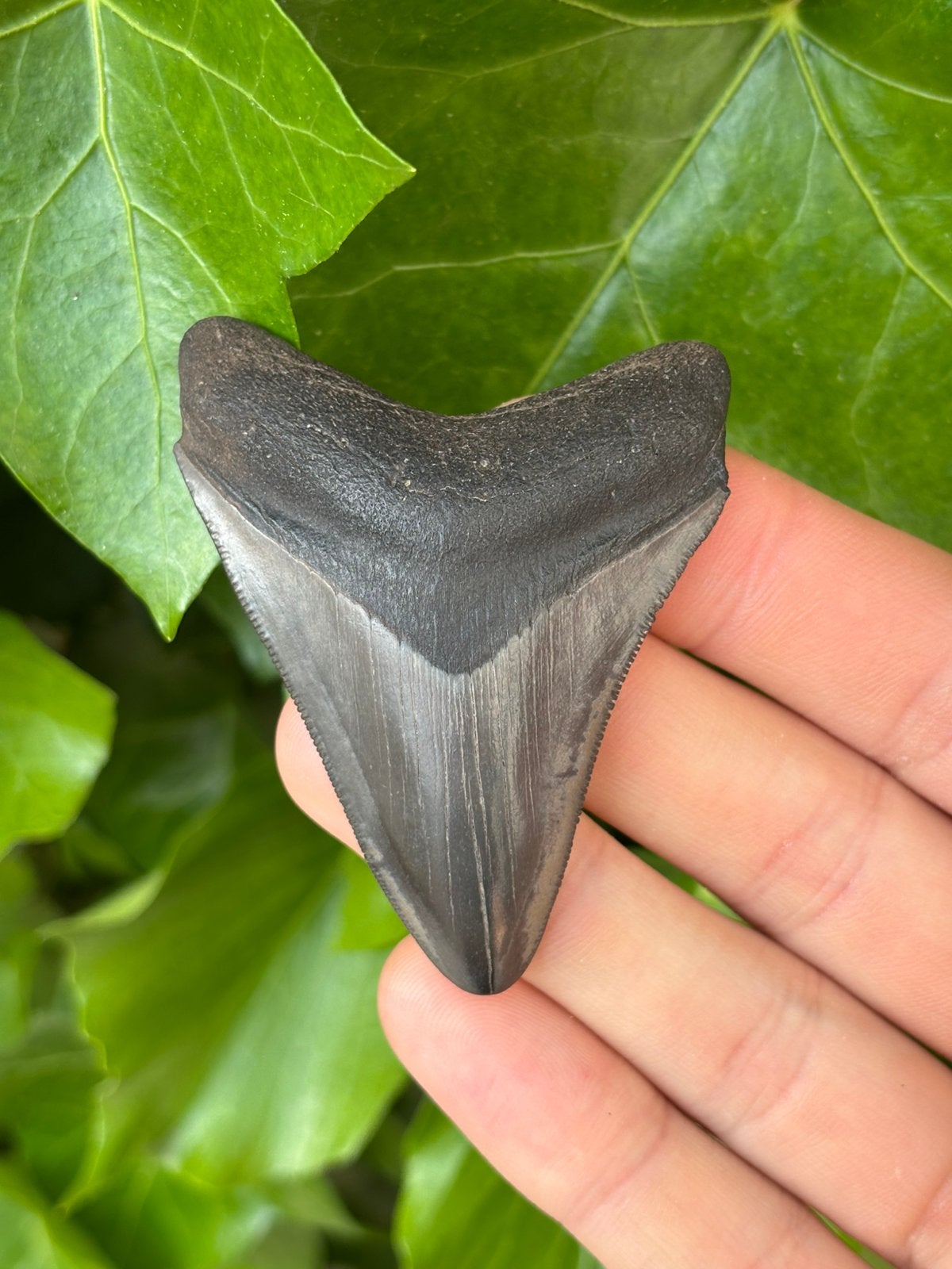 Megalodon haaientand fossiel Georgia, Verzamelen, Mineralen en Fossielen, Ophalen of Verzenden, Fossiel