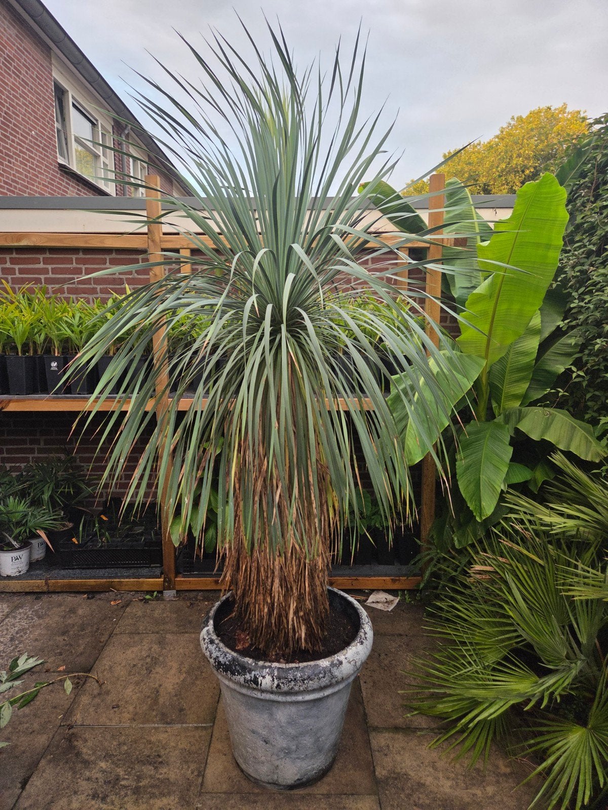 Yucca rostrata 130/140 stam - Winterhard, Volle zon, Vaste plant, Zomer, Ophalen