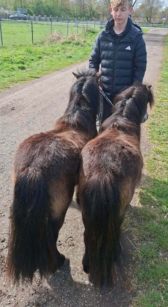 Span  Shetlander merrie's   nieuwe advertenties 04.05.26, Merrie, A pony (tot 1.17m)