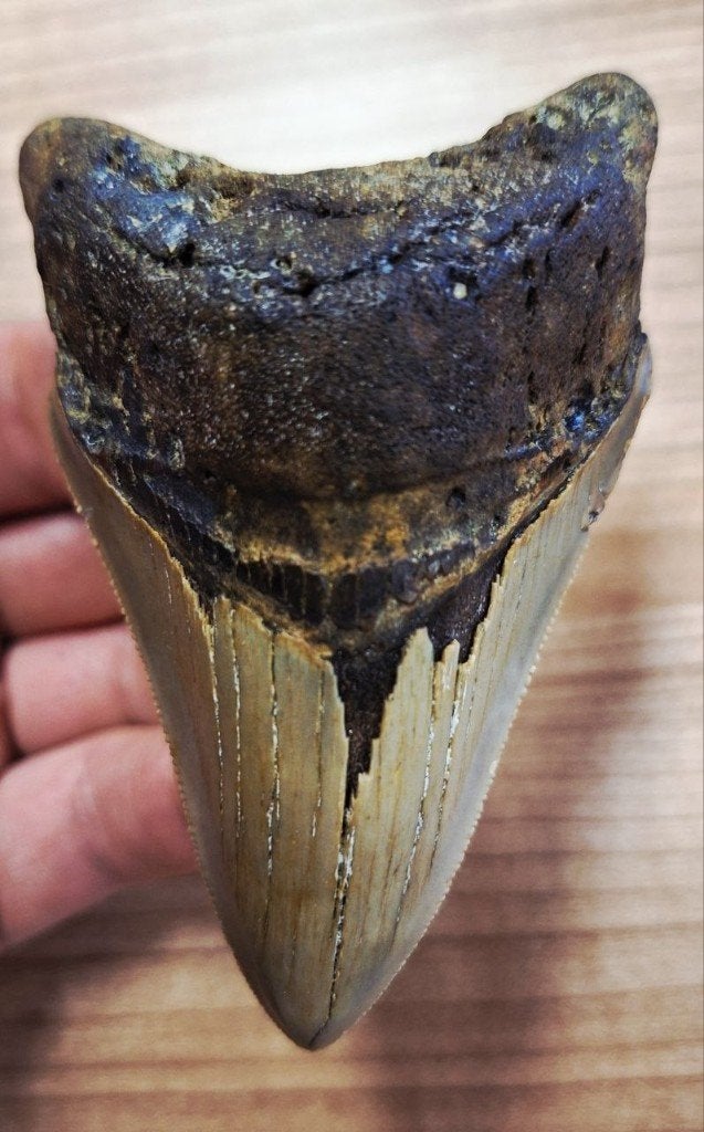 usa megalodon tand	9.4x6.1x2.8cm  *onderkaak*, Ophalen of Verzenden, Fossiel