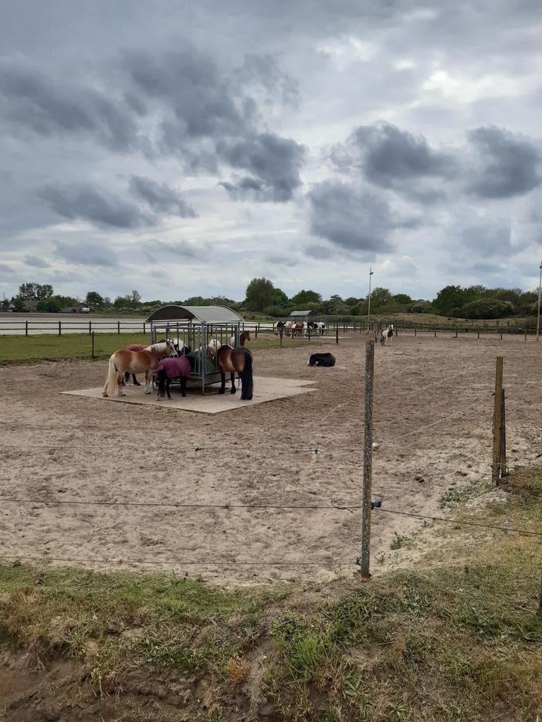 Paddockparadise Heemskerk aan de rand van de duinen!, Dieren en Toebehoren, Stalling en Weidegang, Weidegang