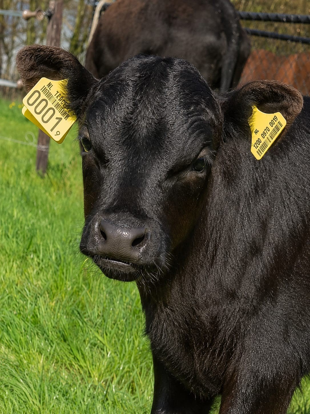 dexter osje van 7 maanden, Dieren en Toebehoren, Mannelijk
