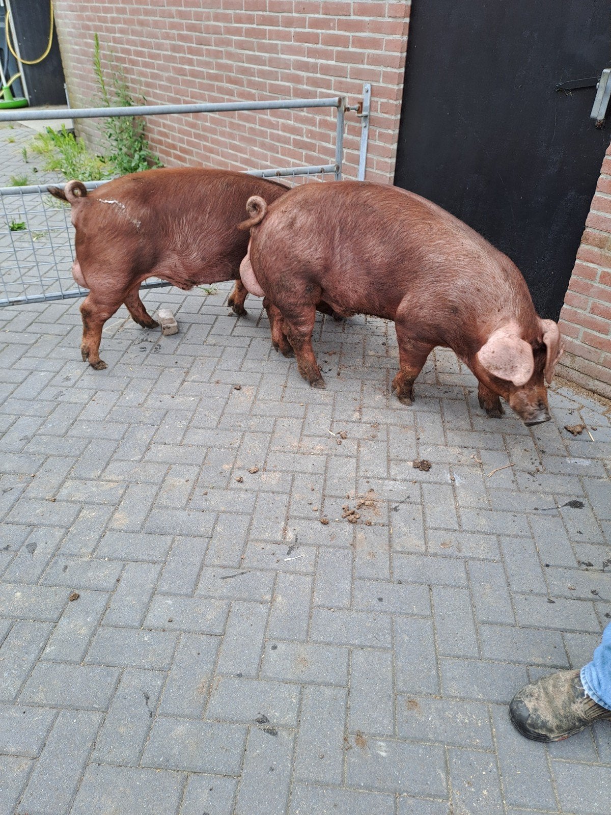 Duroc beer te koop, Dieren en Toebehoren, Mannelijk, Varken