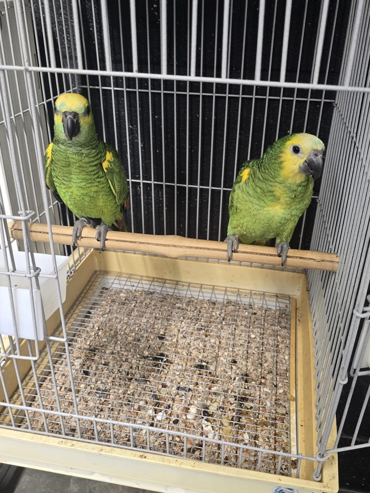 Jonge tamme Geelschouder Amazones met DNA en getest op alle, Dieren en Toebehoren, Meerdere dieren, Papegaai, Tam