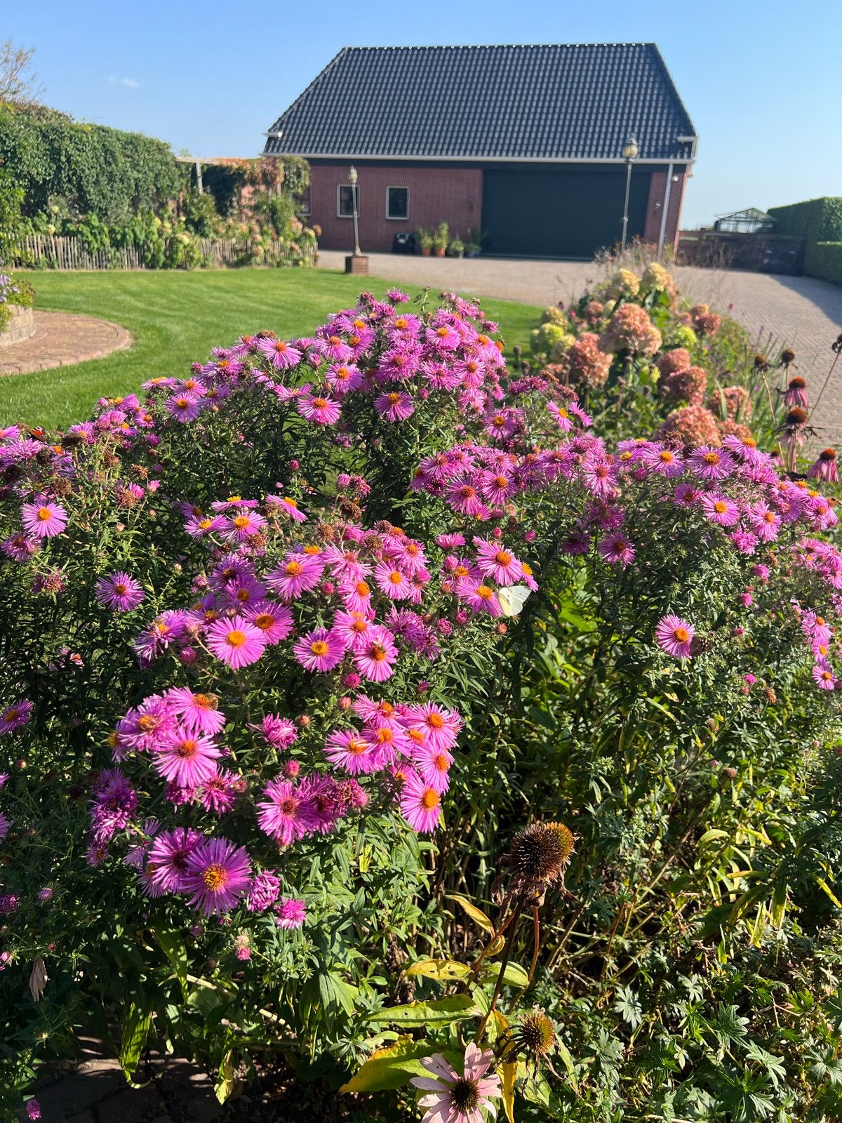 Herfstaster lila - Trekt vlinders en insecten aan, Volle zon, Vaste plant, Herfst, Ophalen