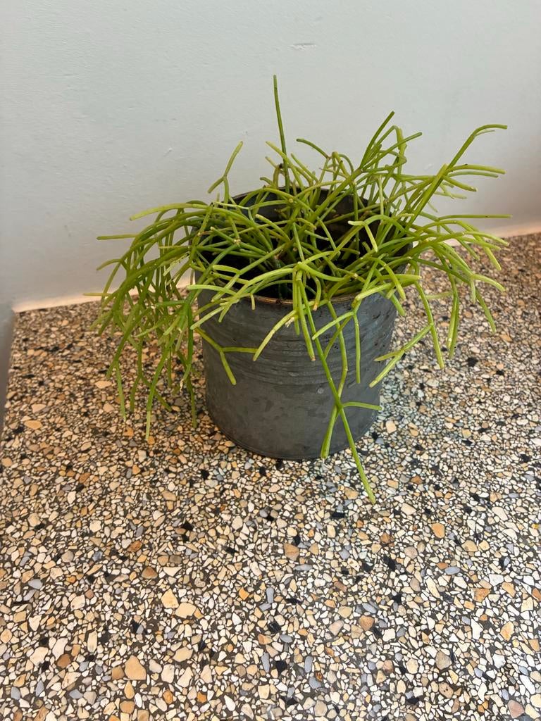Rhipsalis Koraalcactus / Spaghetticactus in zinken pot, Ophalen, Halfschaduw, Minder dan 100 cm, Groene kamerplant