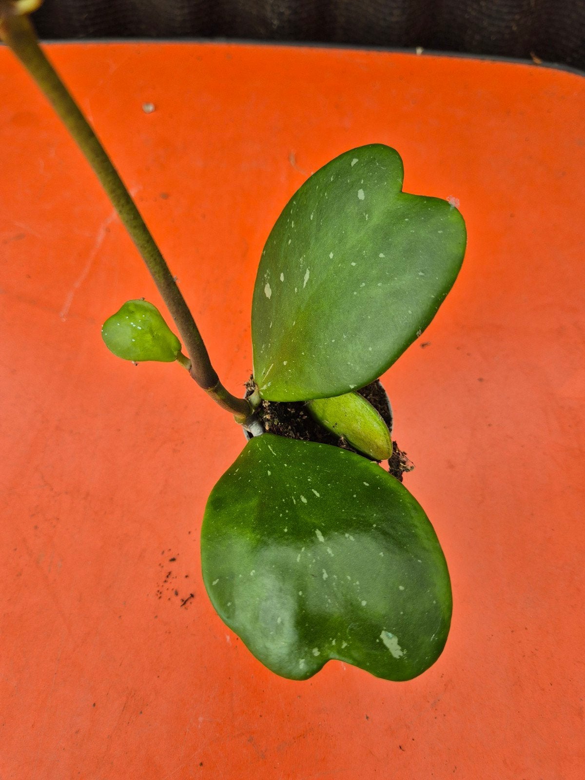 Hoya Kerrii Splash p6 (5), Ophalen of Verzenden, Halfschaduw, Minder dan 100 cm