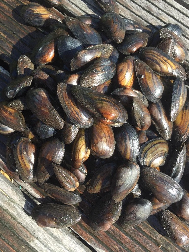 Zoetwatermosselen voor in uw vijver!, Ophalen of Verzenden, Nieuw, Vijverfilter
