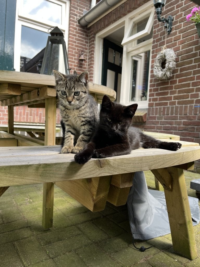 kittens, Dieren en Toebehoren, Katten en Kittens | Raskatten | Korthaar, Meerdere dieren, Gechipt, 0 tot 2 jaar