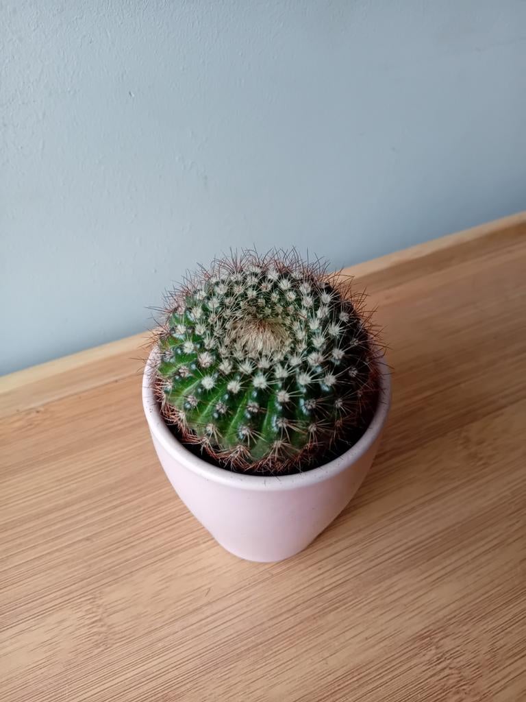 Cactus 10cm, Ophalen, Minder dan 100 cm, In pot, Cactus