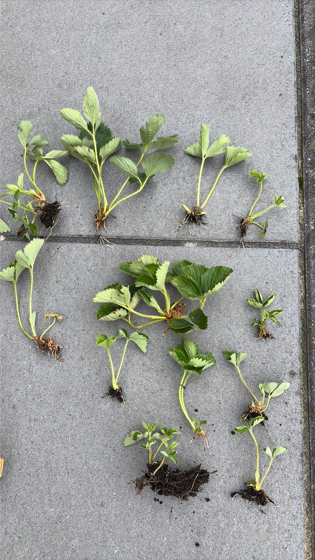 Aardbeienplant, Ophalen, Eenjarig, Volle zon