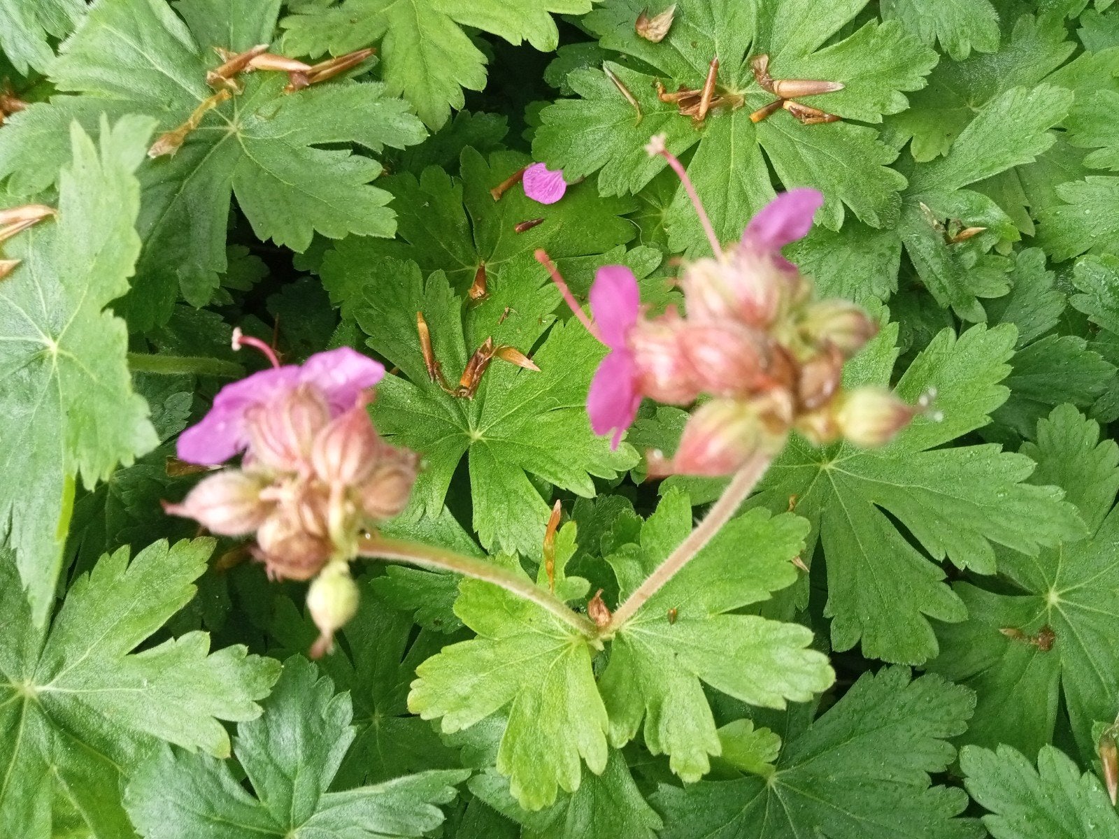 roze geranium macrorrhizum  (ooievaarsbek) gifvrij, Ophalen, Vaste plant, Overige soorten, Volle zon