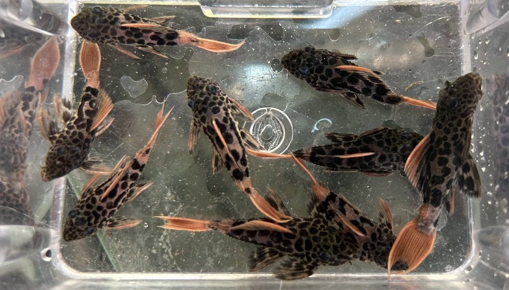 3x L600 Leopard Cactus Pleco (Pseudacanthicus leopardus), Vis, Zoetwatervis