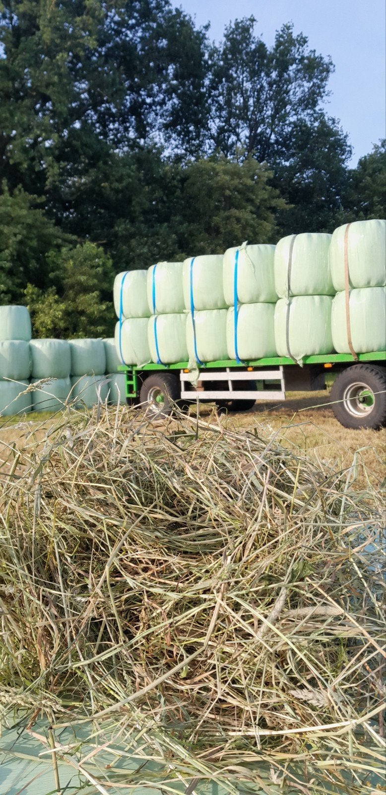 A kwaliteit midibalen voor paarden, Dieren en Toebehoren, Ophalen of Verzenden, Vee