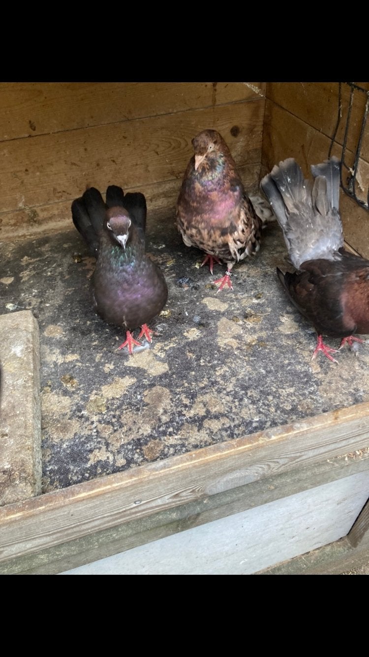 Oosterse rollers, Dieren en Toebehoren, Vogels | Duiven, Mannelijk, Overige soorten