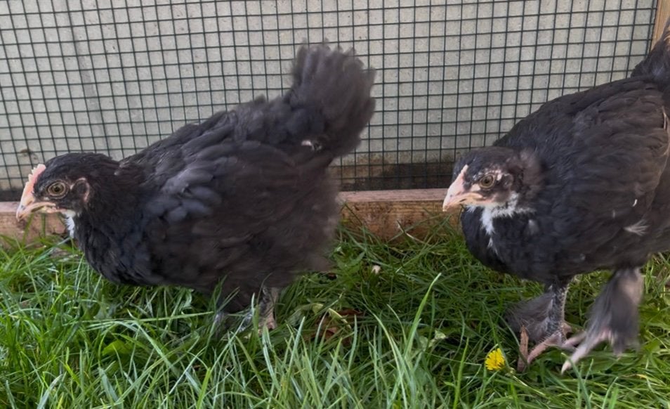 2 marans kuikens, Dieren en Toebehoren, Meerdere dieren, Kip