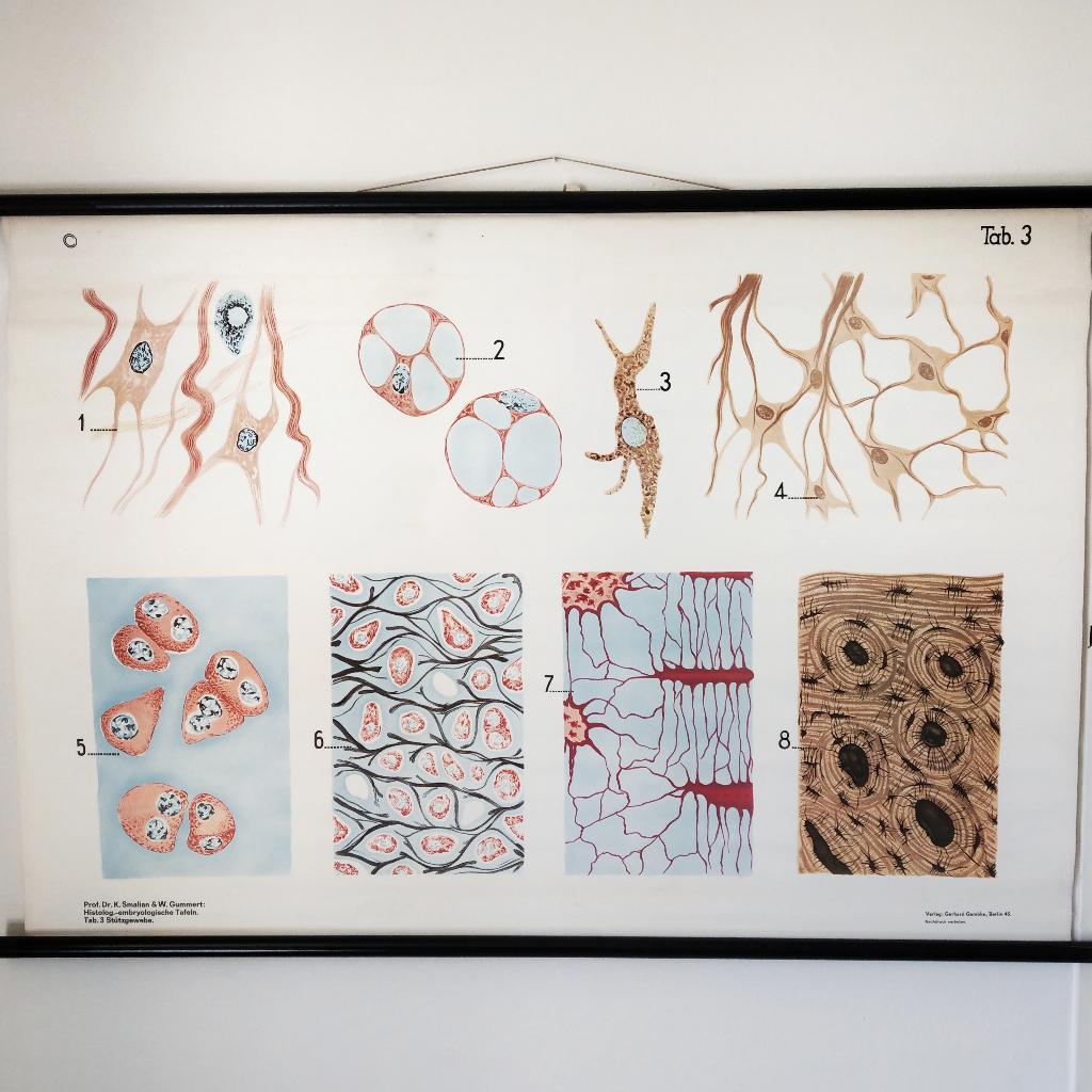 Medische schoolplaat Bindweefsel – Stützgewebe, Antiek en Kunst, Ophalen of Verzenden, Natuur en Biologie