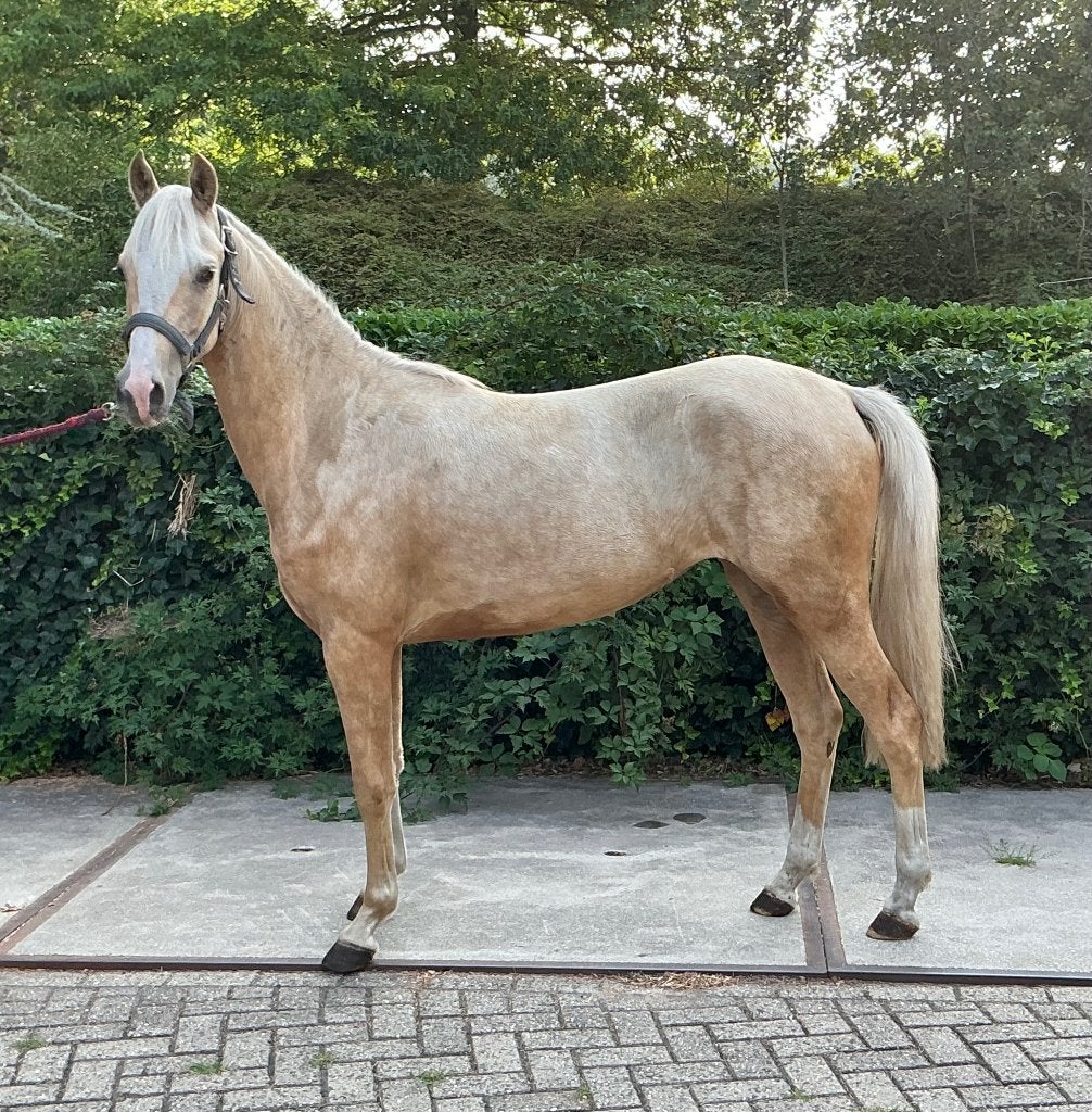 Zeer makke 2,5 jarige palomino merrie ( D maat), Dieren en Toebehoren, Pony's, Merrie, Met stamboom, 0 tot 2 jaar, Onbeleerd