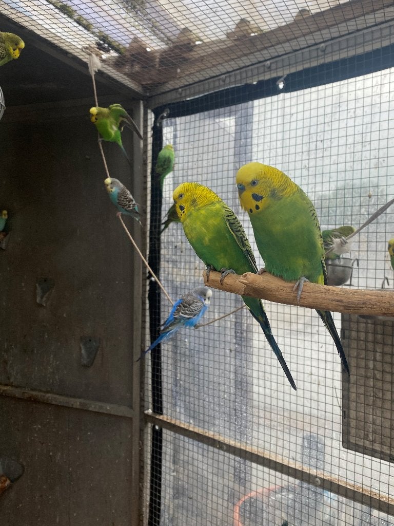 Volwassen grasparkieten | Veel keuze | Man en Pop, Dieren en Toebehoren, Meerdere dieren, Parkiet