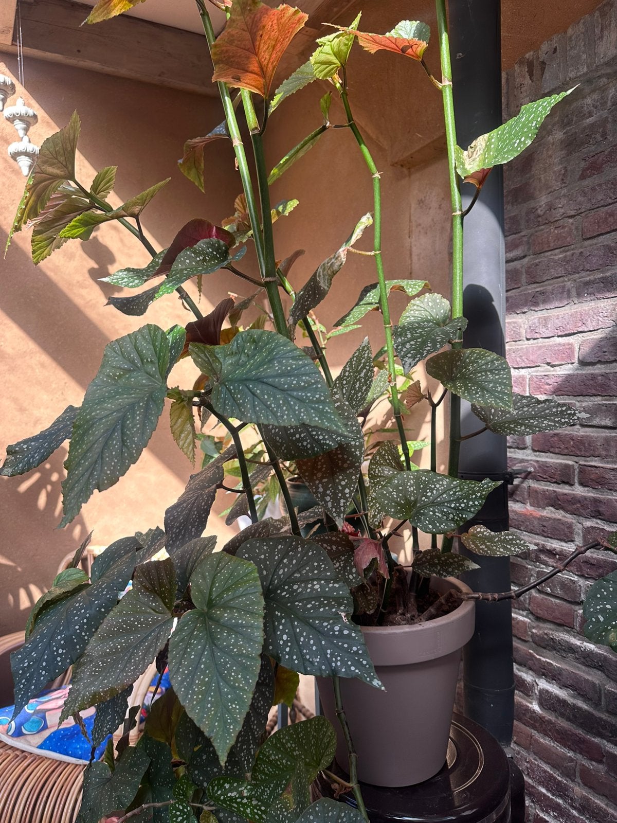 Mega grote bladbegonia in pot, Ophalen, In pot, Halfschaduw, Minder dan 100 cm