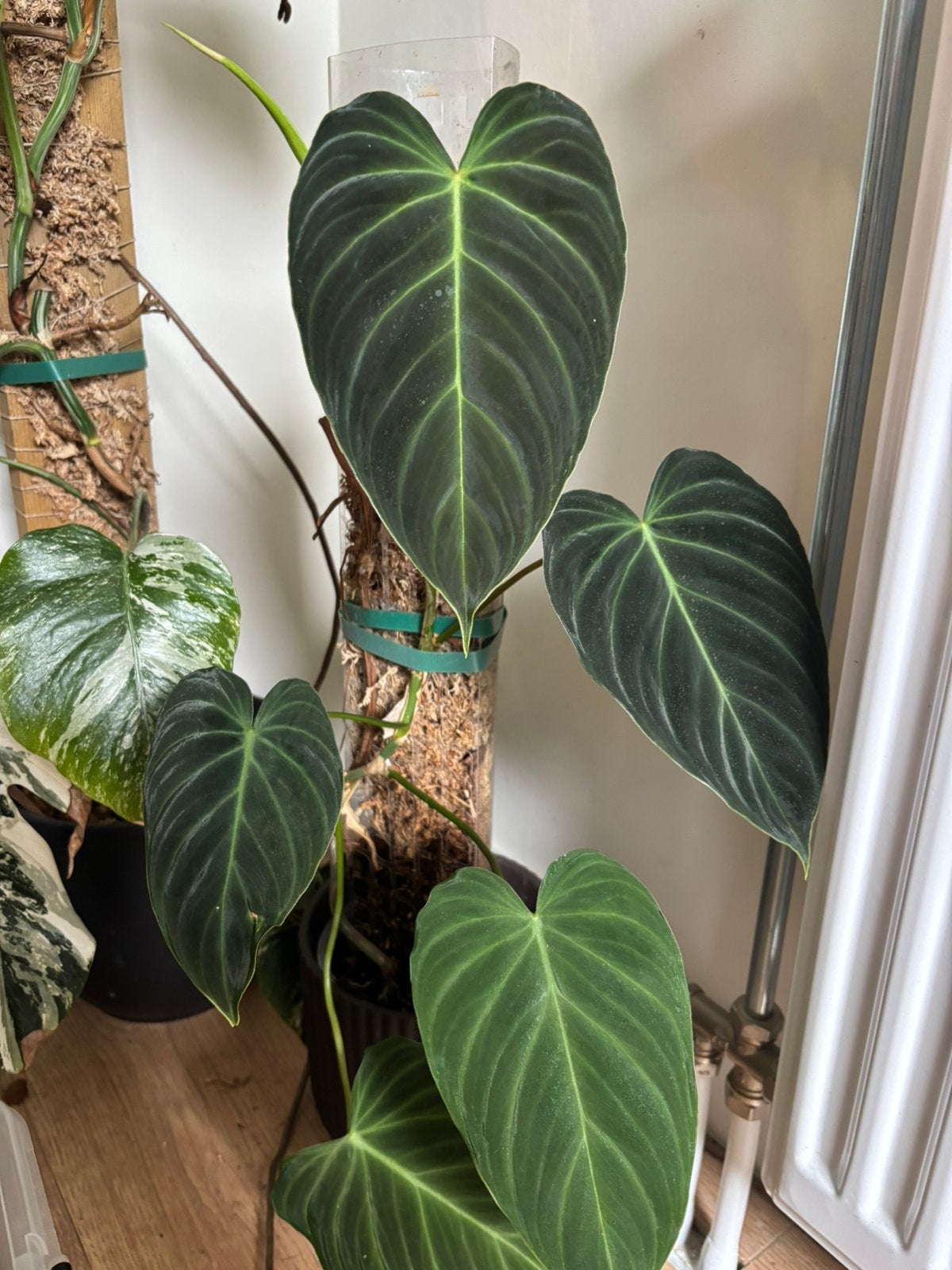 philodendron splendid, Huis en Inrichting, Kamerplanten, Ophalen, Halfschaduw, Minder dan 100 cm
