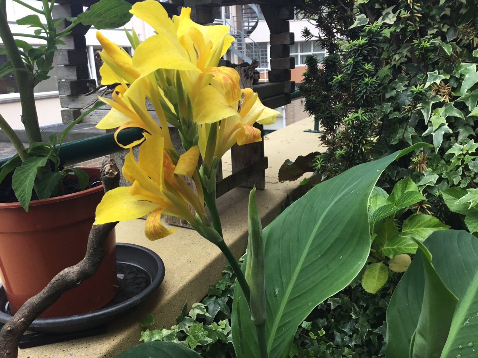 Canna. 2 laatste inc pot €15 de 2, Ophalen of Verzenden