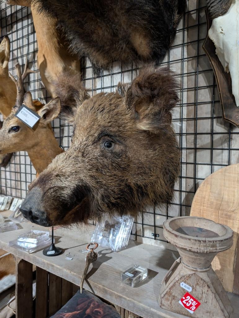Opgezet wild zwijn borst preparaat, Verzamelen, Dierenverzamelingen, Nieuw, Opgezet dier, Ophalen of Verzenden