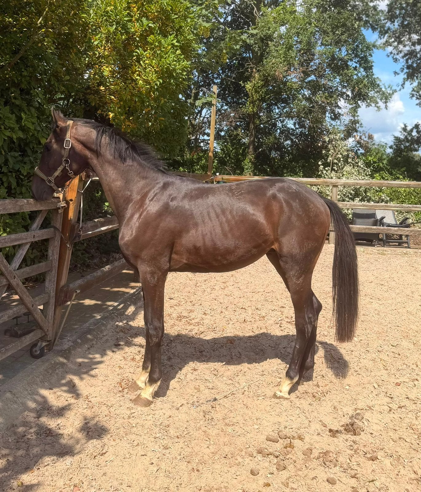 Veel belovende hengsten 2,5 jaar, Dieren en Toebehoren, Paarden, Dressuurpaard, 0 tot 2 jaar, Hengst, Onbeleerd