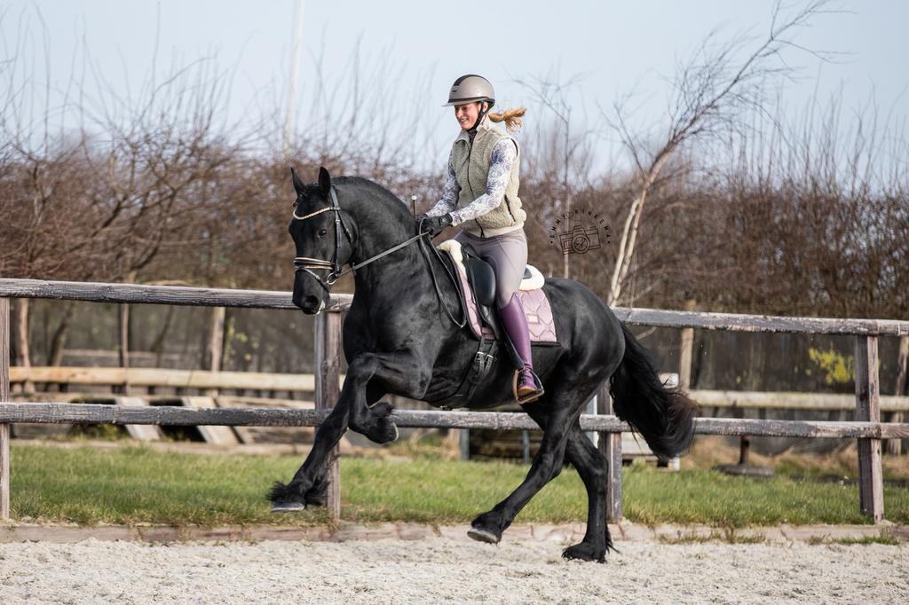 3 jarige knappe friese ruin mega braaf!, Ruin, Dressuurpaard, 3 tot 6 jaar, 165 tot 170 cm