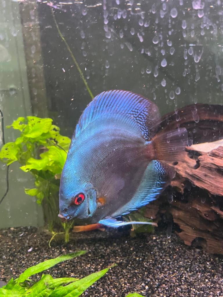Twee discus vissen, Dieren en Toebehoren, Vis