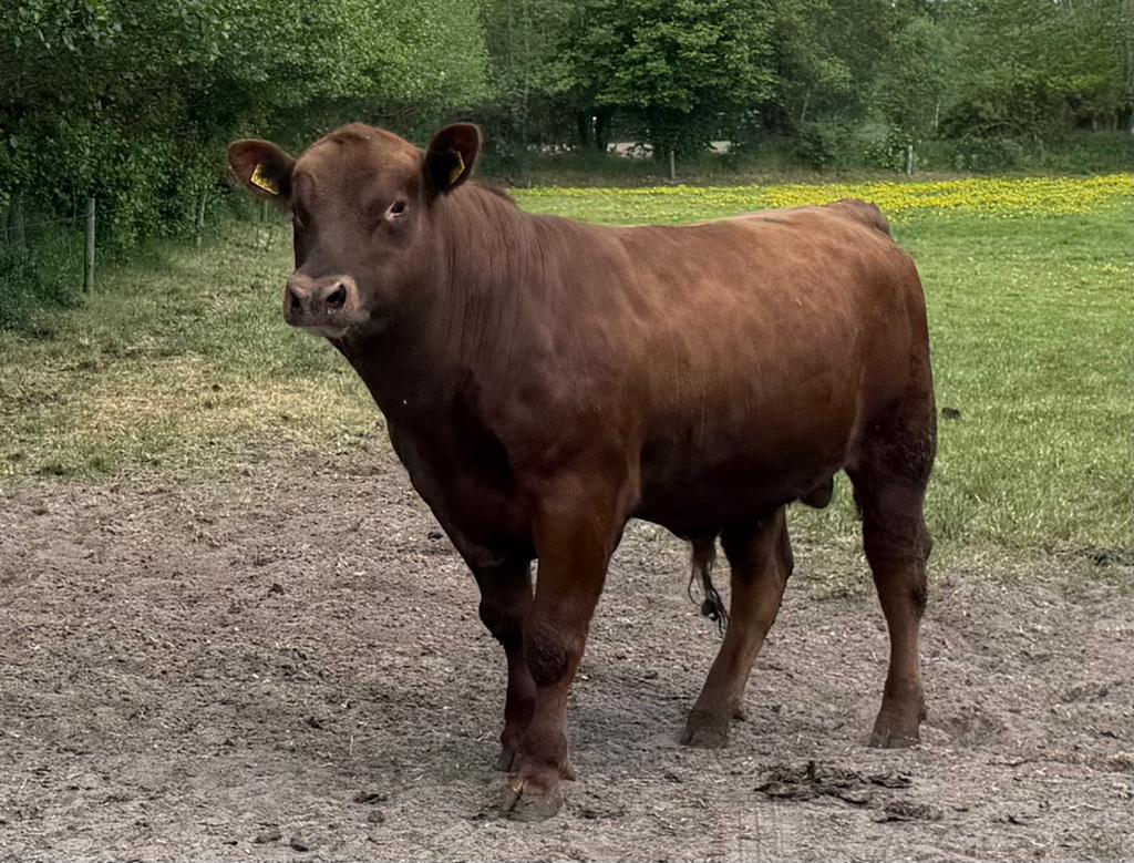Prachtige Red Angus stamboek dekstier te koop, Dieren en Toebehoren, Mannelijk, 0 tot 2 jaar