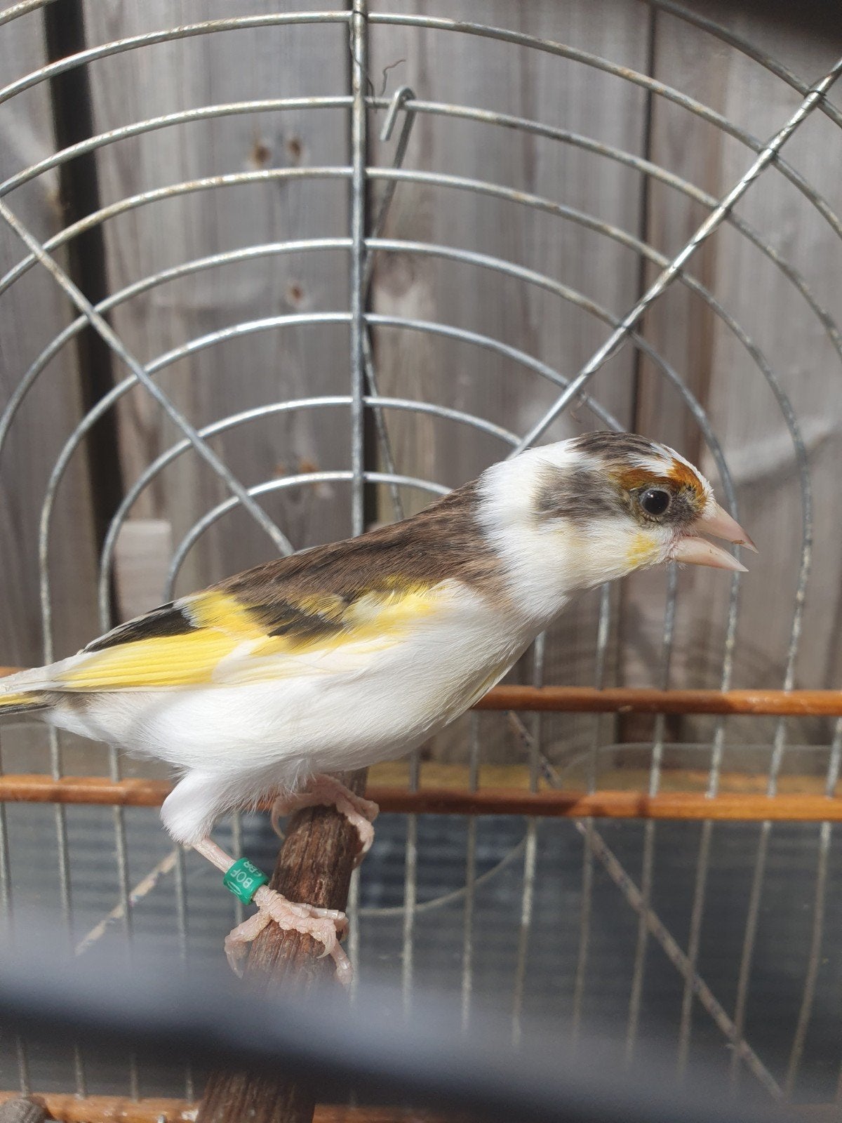 bastaard putter bont, Dieren en Toebehoren, Mannelijk, Bastaard