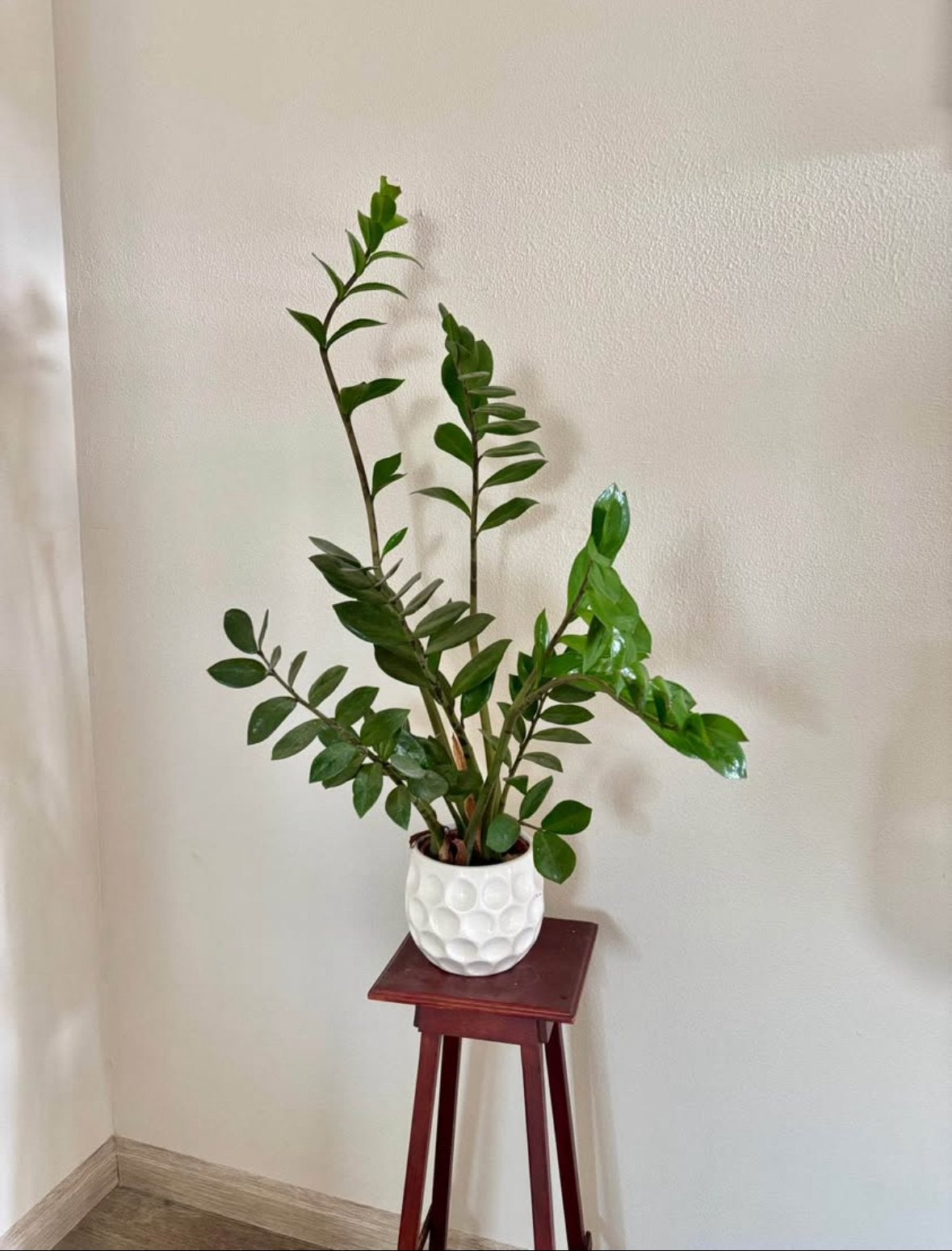 Mooie Zamioculcas (ZZ plant) in witte pot, Ophalen, 100 tot 150 cm, Overige soorten, Halfschaduw
