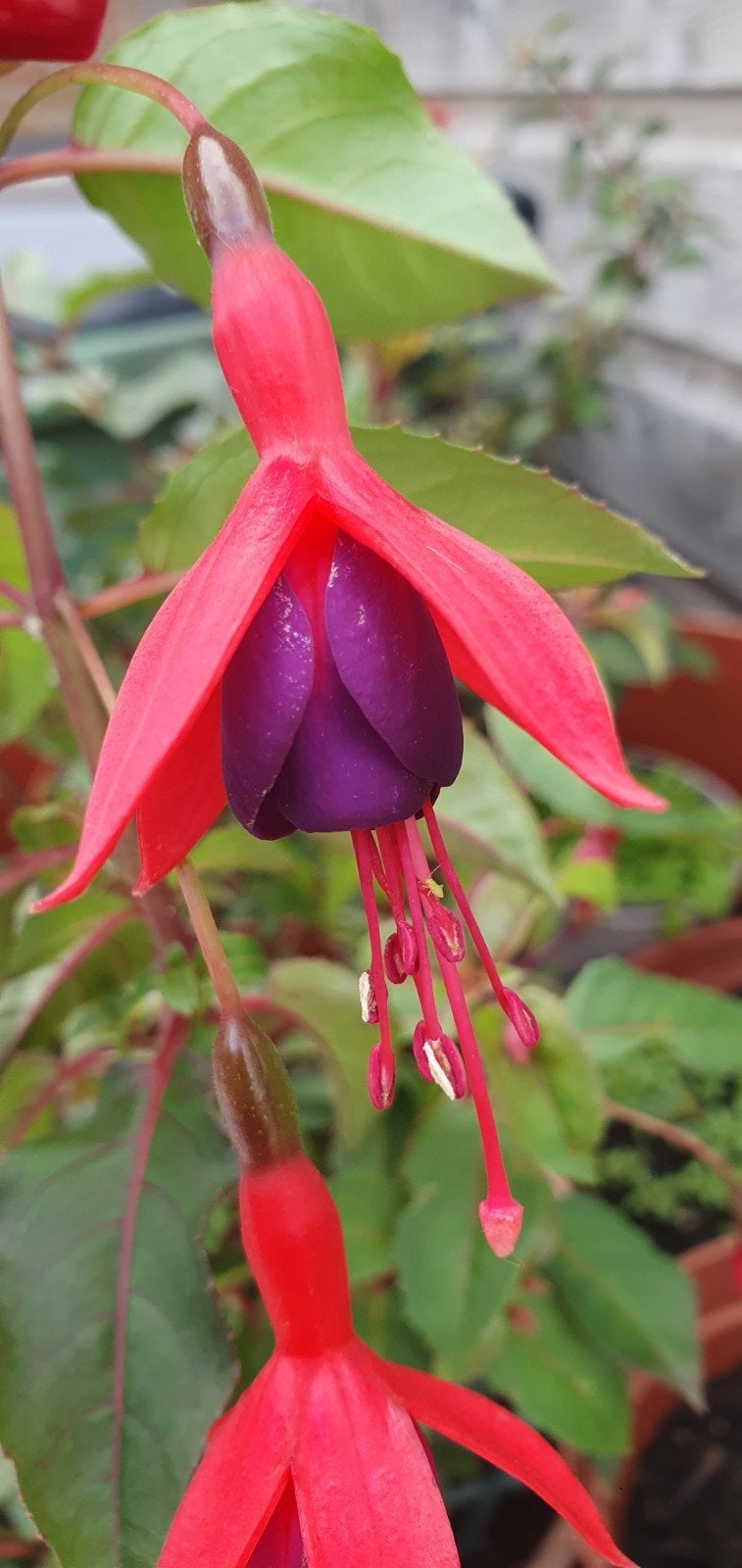 Fuchsia in pot - Prachtige bloeiende plant, Tuin en Terras, Planten | Tuinplanten, Ophalen