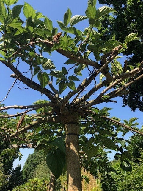 Dakmoerbei / Moerbei boom , staat in de kuip . ongeveer 2.50, Overige soorten, 250 tot 400 cm, Zomer, Ophalen