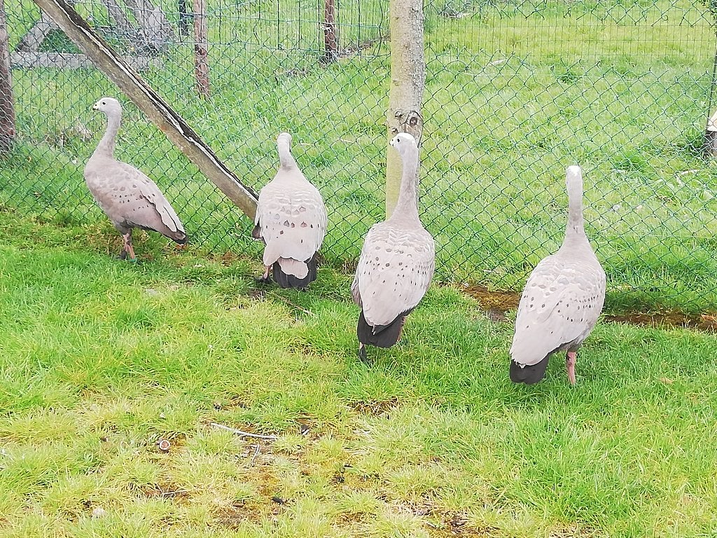 hoenderganzen, Dieren en Toebehoren, Pluimvee, Meerdere dieren, Gans of Zwaan