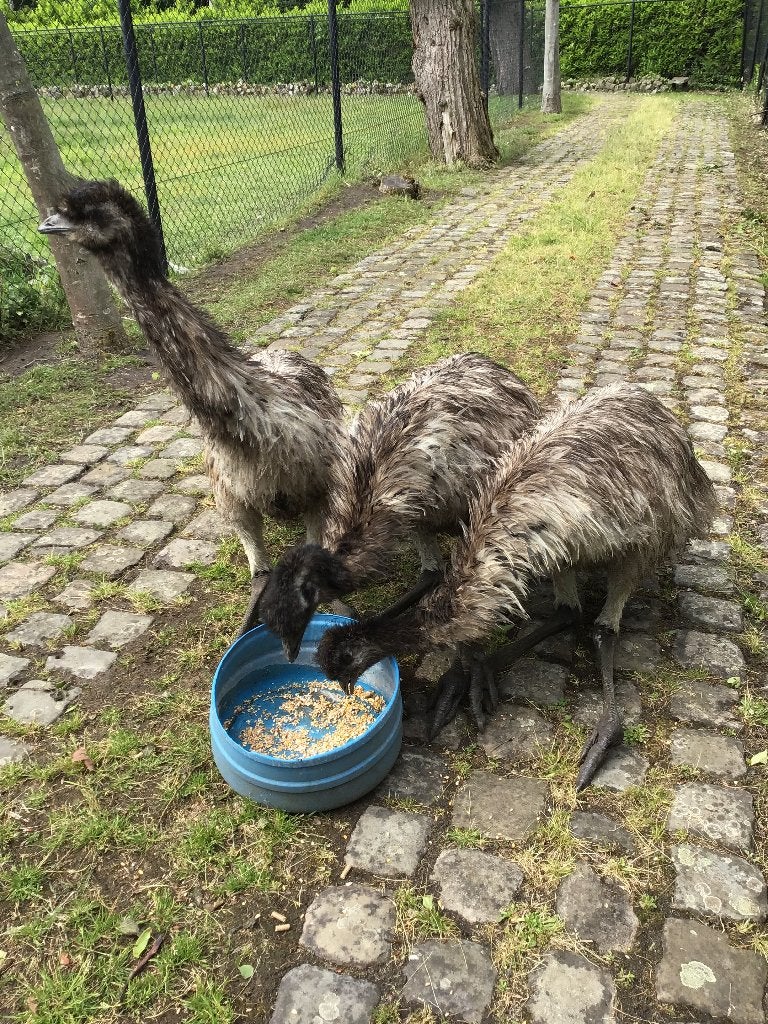 Loopvogel  / Emoe, Dieren en Toebehoren, Geslacht onbekend, Tropenvogel, Tam