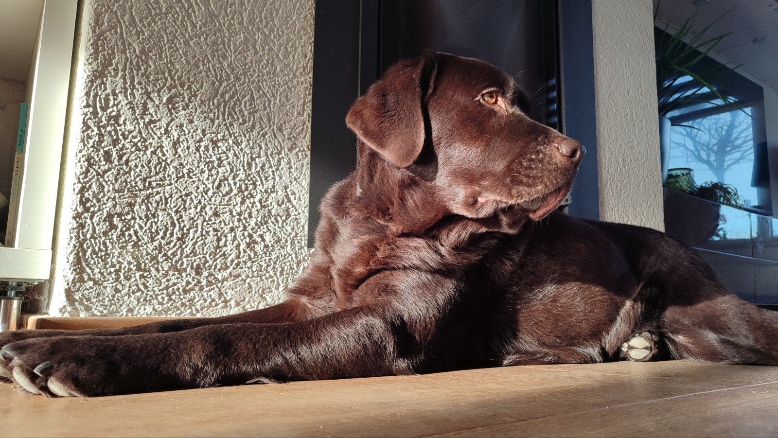 Huiselijke opvang gezocht in herfstvakantie 2nacht, Ophalen of Verzenden, Hond