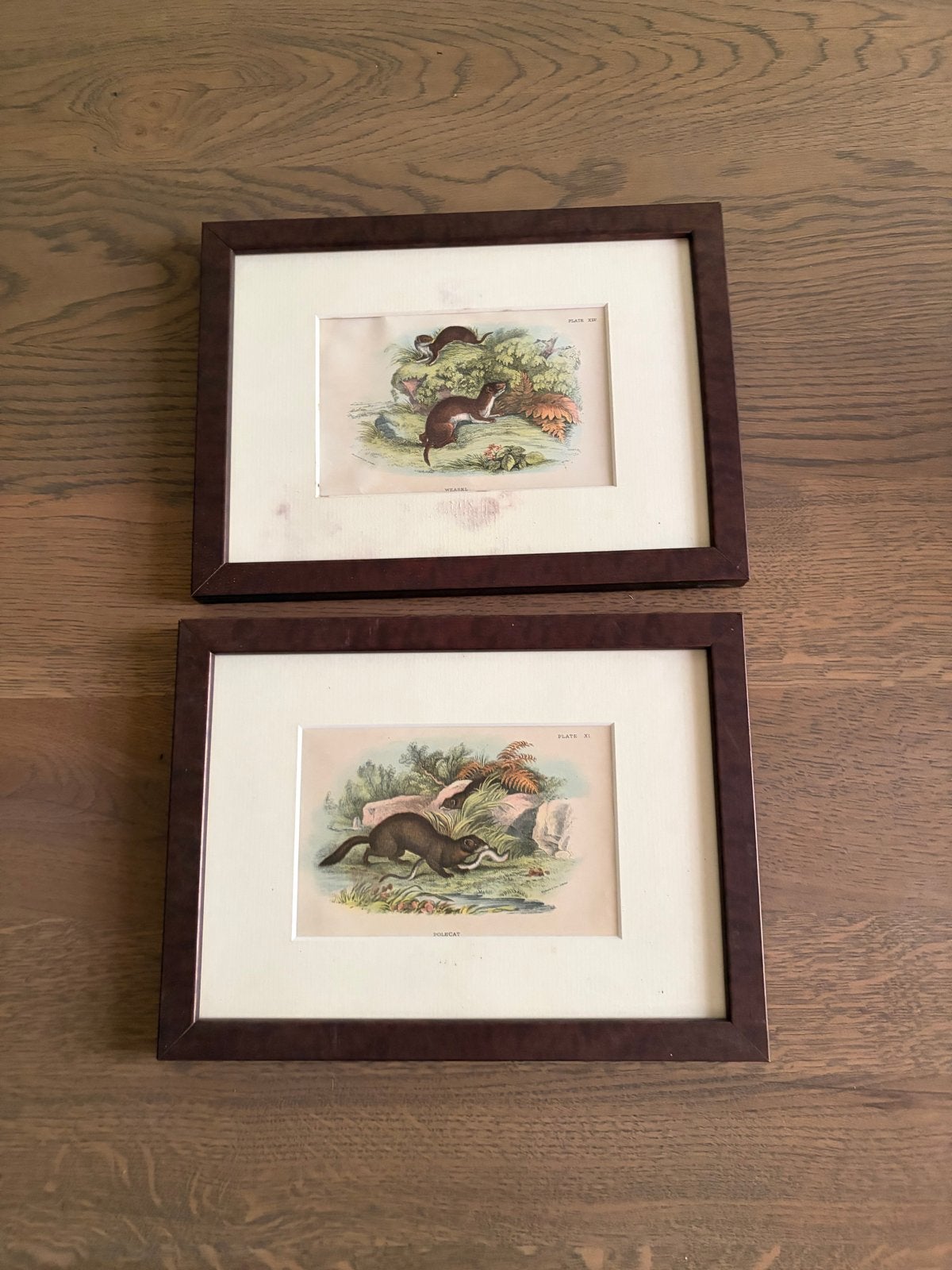 Houtgravures Bunzing en Wezel, eind 19e eeuw, ingelijst, Antiek en Kunst, Kunst | Etsen en Gravures, Ingelijst, 1800 - 1899, Ophalen of Verzenden