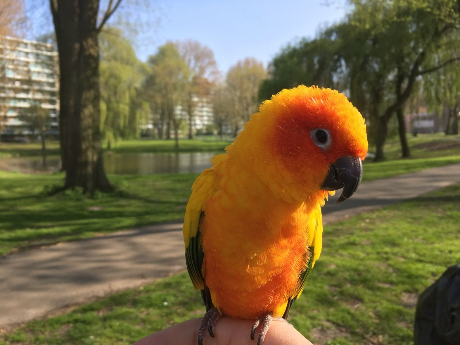 PRACHTIGE ZONPARKIET - GRATIS AF TE HALEN SPOED, Dieren en Toebehoren, Mannelijk, Parkiet