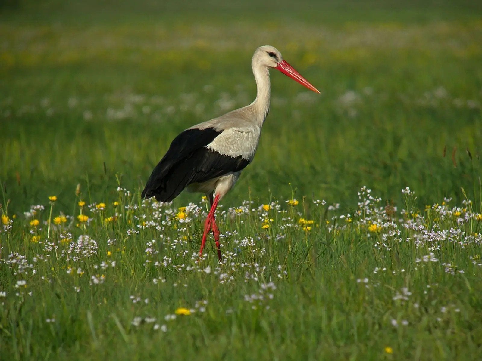 Europese ooievaar, Dieren en Toebehoren, Vrouwelijk, Wildzangvogel