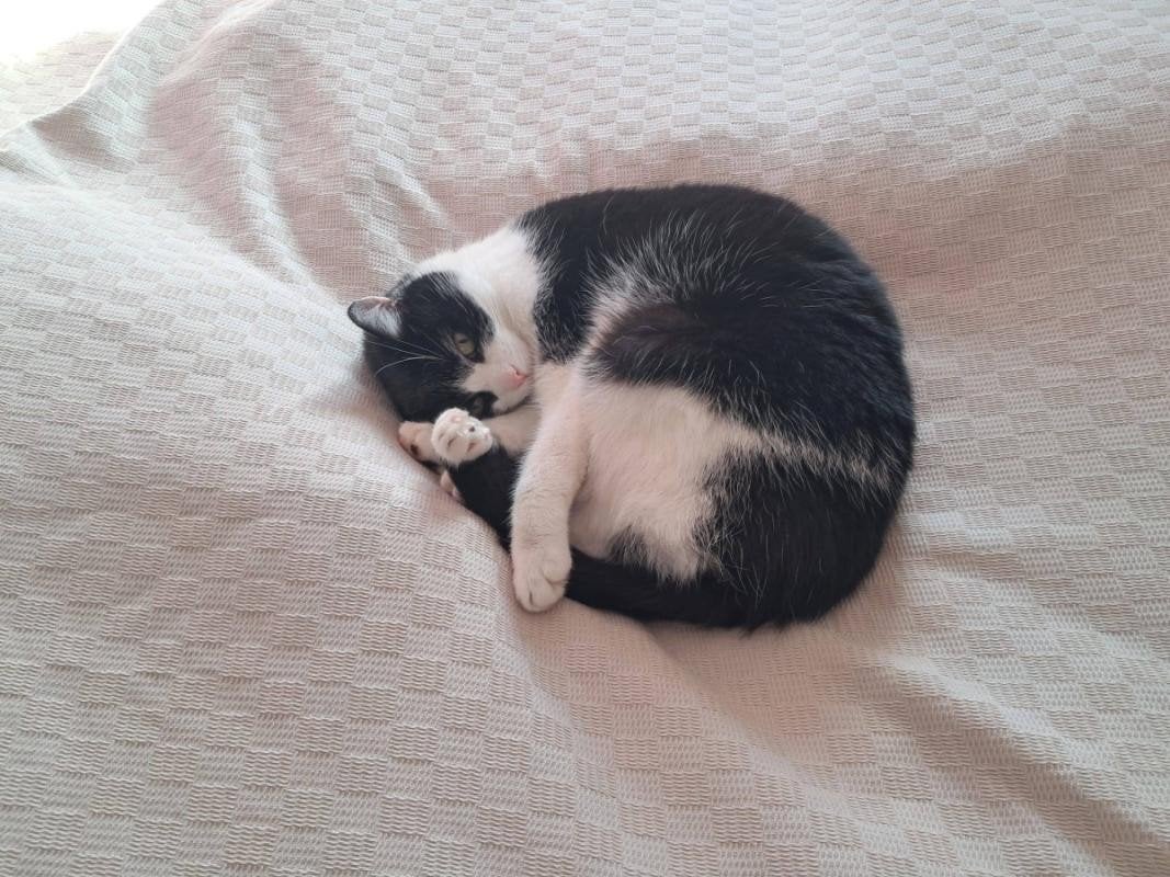 Mannetjeskat zoekt nieuw huis, Kater, Gechipt, 6 jaar of ouder