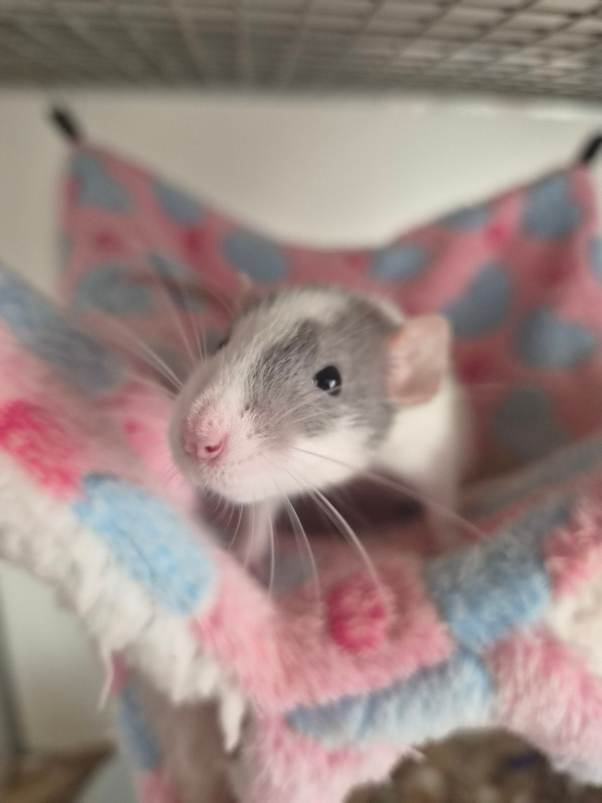Ratjes,ratten,rittens, vrouwtjes, Dieren en Toebehoren, Rat, Augustus, Vrouwelijk, Tam