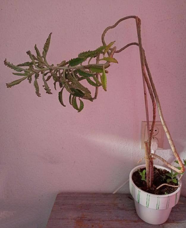 Kalanchose, Broedblad, Mother of Thousands, plant, Huis en Inrichting, Ophalen, Vetplant, Halfschaduw, In pot