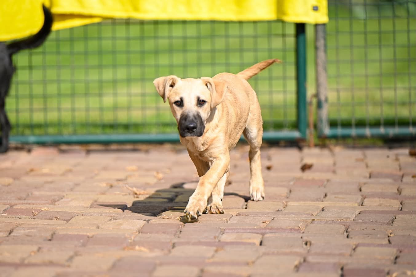 Woezel, kortbenig mix reutje gec 7 maanden, Dieren en Toebehoren, Honden | Niet-rashonden, Particulier, 15 weken tot 1 jaar, Reu