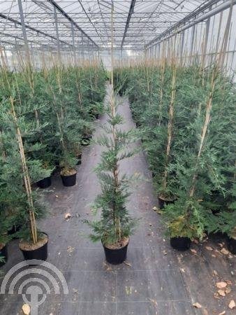 Haag X Cupressocyparis leylandii Cipres snelle groei zout ++, Overige soorten, Volle zon, Vaste plant, Ophalen of Verzenden