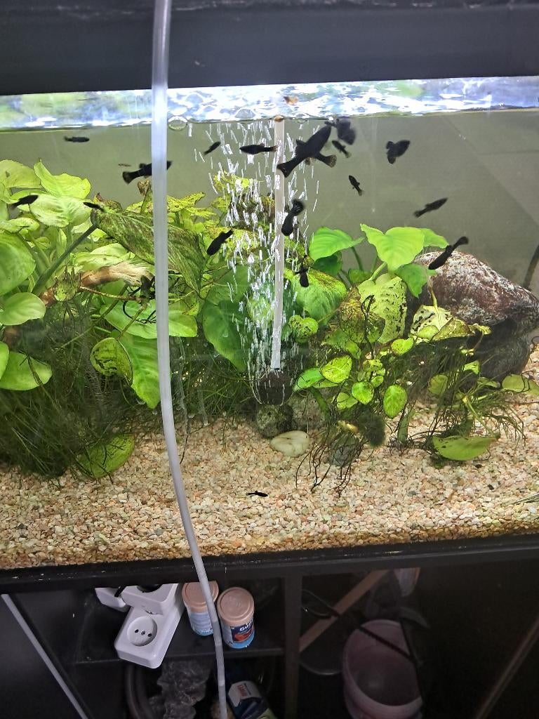 Aquarium, Ophalen, Inclusief vissen, Gebruikt, Verlichting of Verwarming